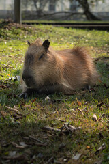 Capivara
