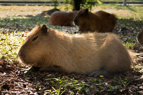 Capivara