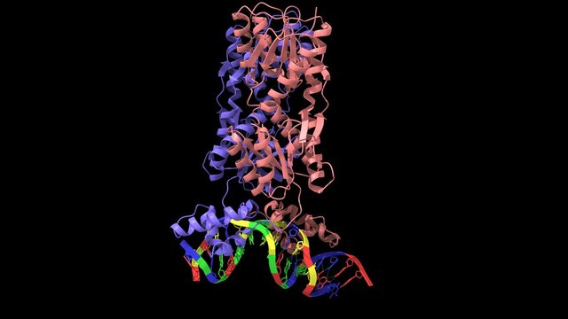 Structure of lac repressor dimer of E. coli bound to operator DNA. Animated 3D cartoon and Gaussian surface models, chain id color scheme, PDB 1efa, black background