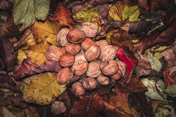 Walnuts lying on colorful autumn leaves in the grass.