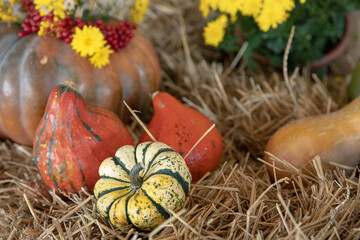 Autumn composition with pumpkins in a rustic style.