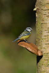 Blue tit, Cyanistes caeruleus,
