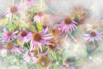 Echinacea purpurea also known as rudbeckia purpurea, purple coneflower