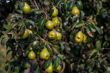 branch of pear with many ripe large fruits of sweet pear in the farmer's garden. Bunch of ripe pears on tree branch