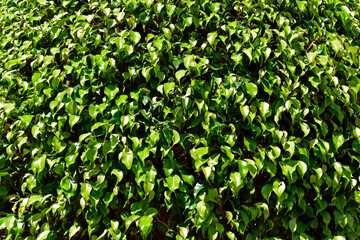 Green leaves background, weeping fig or benjamin fig (Ficus benjamina)