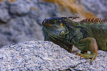 Iguana green iguana lizard. Close up head of Iguana dragon.