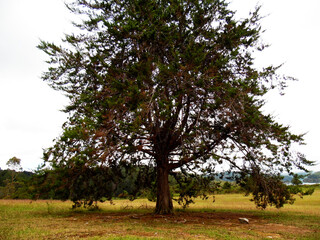 Selective focus of nature and landscape