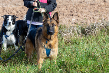 Beautiful young German shepherd dog on the leash 
protective of its owner