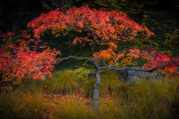 Poster Red-leafed bonsai tree in japanes garden on a autum landscape background. © Володимир Маценко