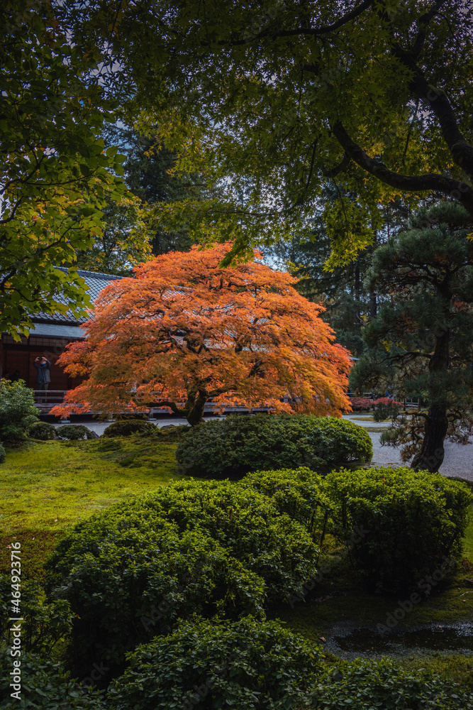 Wall mural Red-leafed bonsai tree in japanes garden on a autum landscape background.