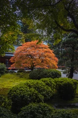 Foto op Canvas Red-leafed bonsai tree in japanes garden on a autum landscape background. © Володимир Маценко