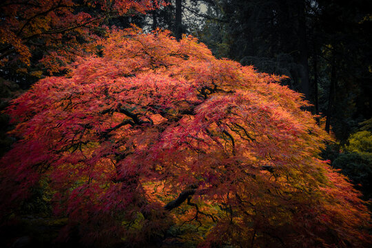 Red-leafed bonsai tree in japanes garden on a autum landscape background.