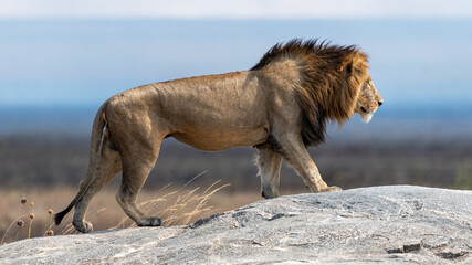 Male Lion in the Serengeti National Park Tanzania 