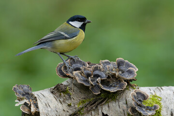 Great tit, Parus major
