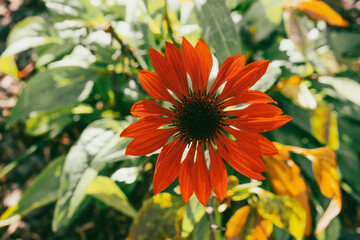 Close up on orange flower bathed in sunlight. 