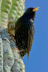 Starling Calling while perched on Saguaro in Arizona