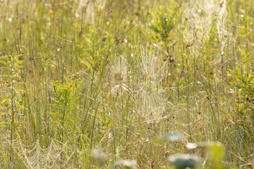 Orb spider webs on a morning with dew