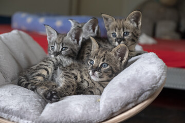 Closeup shot of Savannah cats indoors on the gray soft pillow