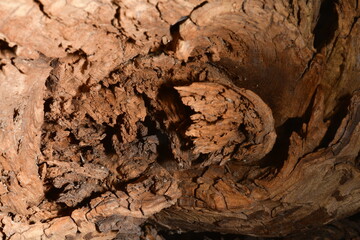 TEXTURA DE MADERA