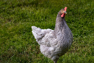 Chicken close-up on a background of green grass
