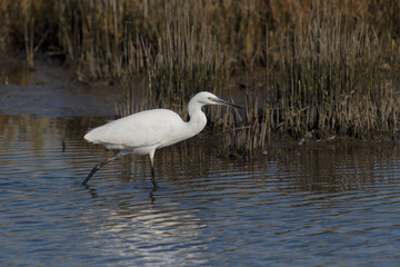 Little egret, Egretta garzetta,