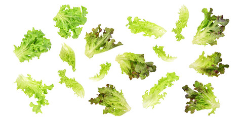 Fresh red and green salad lettuce isolated on white background. Top view