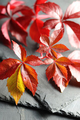 Weinblätter.  Grape leaves