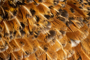Brown texture of bird feathers, background for an inscription and a banner
