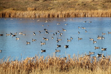 geese in the water, Pylypow Wetlands, Edmonton, Alberta