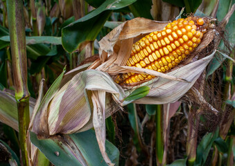 unharvested corn plant autumn, St-Zotique, Quebec, Canada