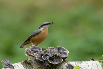 Nuthatch, Sitta europaea,