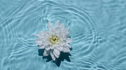Top view slow motion of White chrysanthemum flowers on water surface and waves on blue background. Water splash blue colored. Pure water with reflections sunlight and shadows. High quality 4k footage - Powered by Adobe