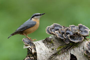 Nuthatch, Sitta europaea,