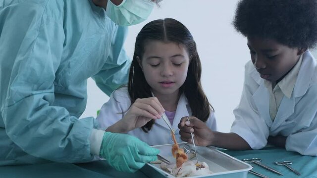 Education concept of 4k Resolution. Researchers are dissecting frogs in a lab.
