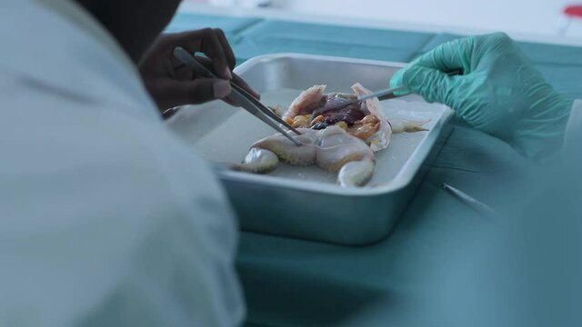 Education concept of 4k Resolution. Researchers are dissecting frogs in a lab.