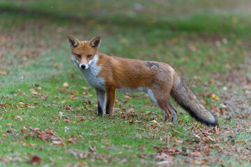 Red fox, Vulpes vulpes