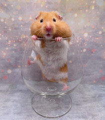 Cute Syrian hamster in a glass looking curious