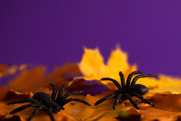 Close up of decoration black horror spiders and yellow orange leaves on vibrant purple blurred background with copy space. Holiday autumn and Halloween concept.