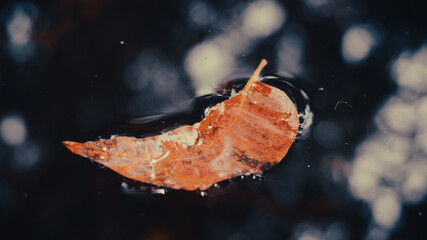 photo of leaf on the water