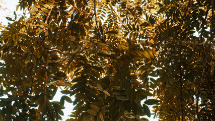 photo of artistic gold leaves in the forest