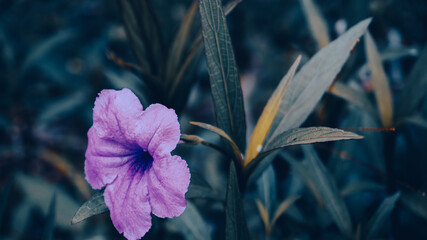 photo of artistic purple flower in the garden