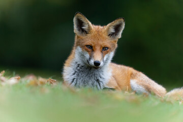 Fototapeta premium Red fox, Vulpes vulpes