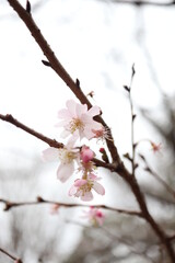 sakura flower march at tokyo national garden