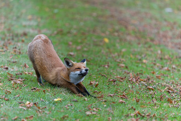 Red fox, Vulpes vulpes