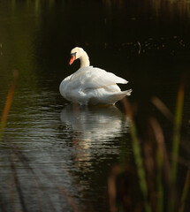 Fototapeta premium one isolated white swan in small pond cleaning itself fluffing its white feathers with orange beak wild swan or large white bird in calm waters reflection in water in daytime romantic scene horizontal