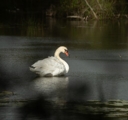 Fototapeta premium one isolated white swan in small pond cleaning itself fluffing its white feathers with orange beak wild swan or large white bird in calm waters reflection in water in daytime romantic scene horizontal