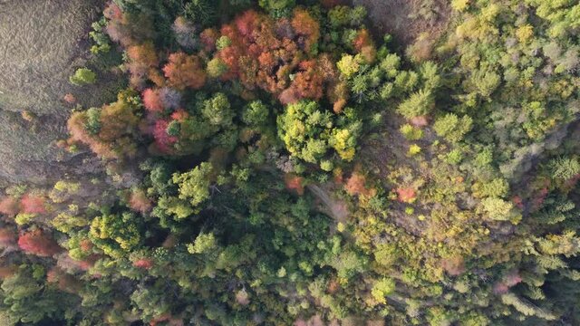 colori autunnali bosco foresta 