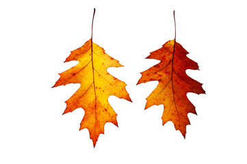 Two bright colorful autumn canadian oak leaves close up on white isolated background