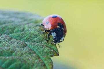  common ladybug on a green leaf front view on a green background