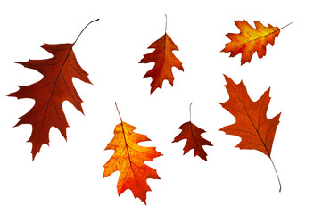 Six bright colorful autumn canadian oak leaves of different sizes and colors close up on white isolated background